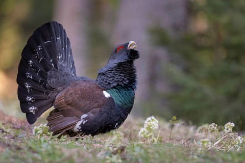 Western capercaillie (Tetrao urogallus)