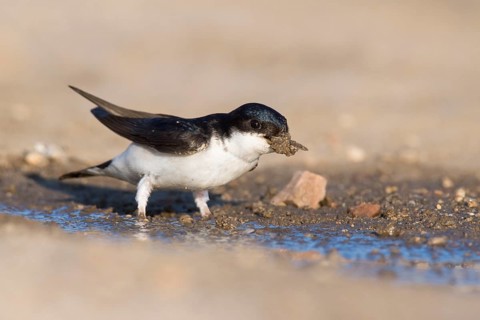 Common house martin (Delichon urbicum)