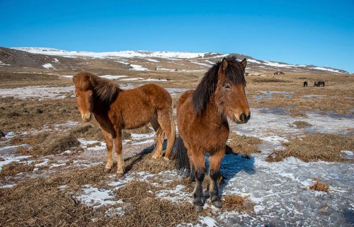 Icelandic horses (Equus przewalskii f. caballus)