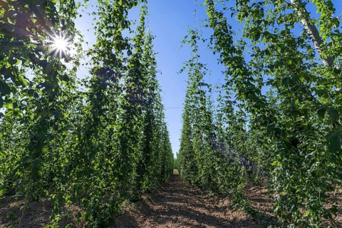 Common hop cultivation (Humulus lupulus) with sun in backlight