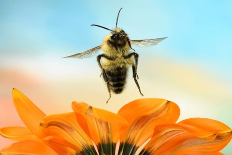 Common Carder-bee (Bombus pascuorum)
