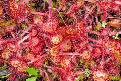 Common sundew (Drosera rotundifolia)