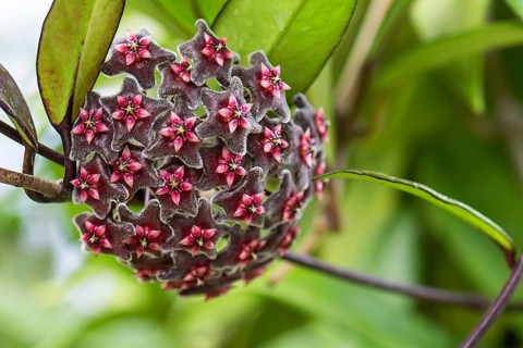 Flower of a Honeywort (Hoya pubicalyx)
