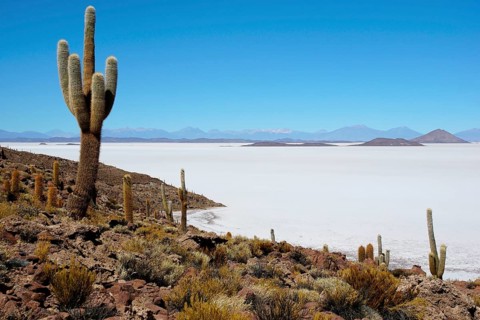 Cacti (Echinopsis atacamensis) on the island of Isla Pescado in the salt lake