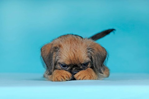 Brussels Griffon