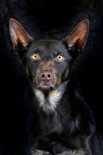 Australian Kelpie