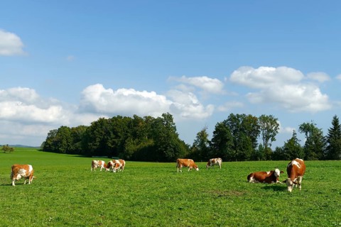 Cows on the pasture