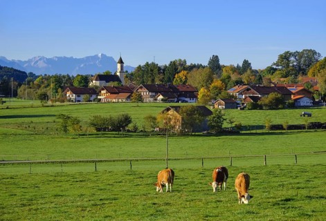 Cows graze in a meadow