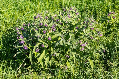 Flowering Comfrey (Symphytum)