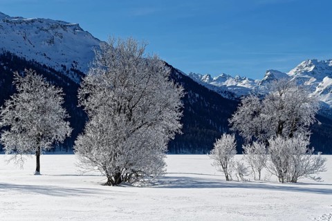 Trees with hoarfrost on the frozen Lake Silvaplaner