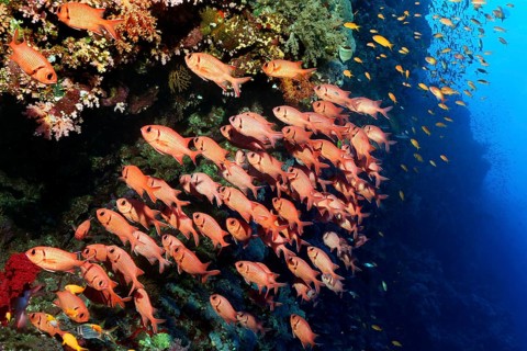 Swarm Pinecone soldierfishes (Myripristis murdjan) at coral reef