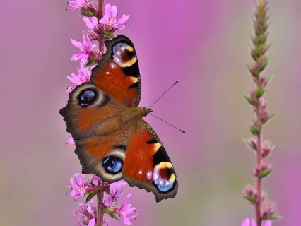 European peacock (Inachis io) on a blossom of Purple loosestrife (Lythrum salicaria)