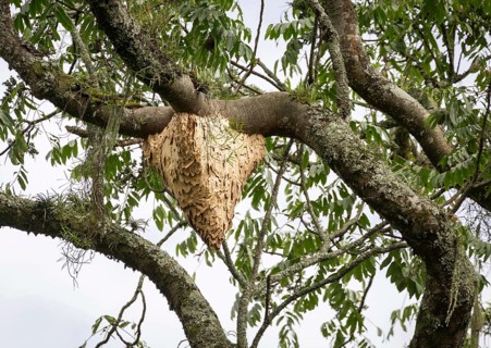 Wasp nest hanging in tree