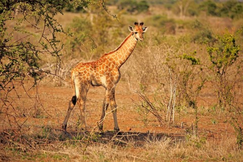 South African giraffe (Giraffa camelopardalis giraffa)