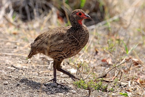 Swainson's spurfowl (Francolinus swainsonii)