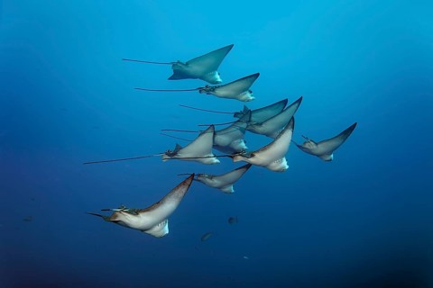 Swarm Spotted eagle rays (Aetobatus narinari)