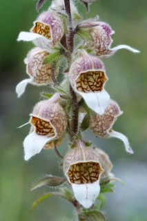 Woolly Foxglove (Digitalis lanata)
