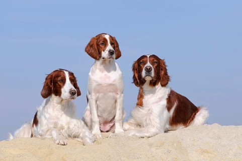 Irish Red and White Setter