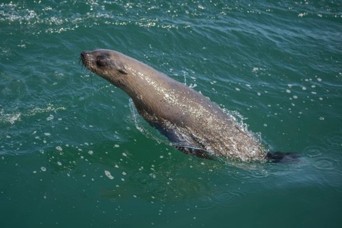 Cape fur seal (Arctocephalus pusillus)