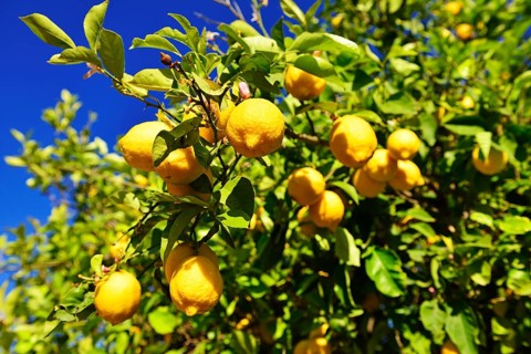 Lemon tree (Citrus x limon) with ripe lemons