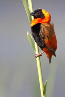 Southern Red Bishop (Euplectes orix)