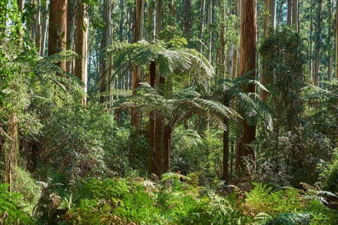 Rainforest with Tree ferns (Cyatheales) and Eucalyptus regnans trees (Eucalyptus regnans)