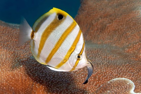 Sixspine butterflyfish (Parachaetodon ocellatus) with Bluestreak cleaner wrasse (Labroides dimidiatus)