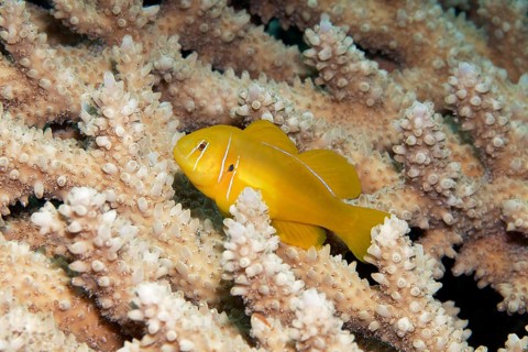 Poison Goby (Gobiodon citrinus)
