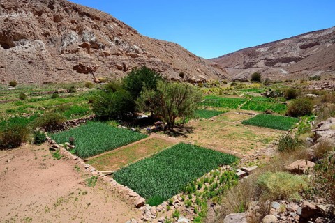 Green fields on the river Rio Grande
