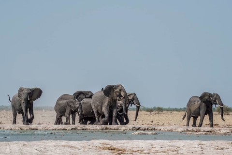 African elephants (Loxodonta africana)