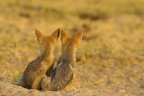 Black-backed Jackals (Canis mesomelas)