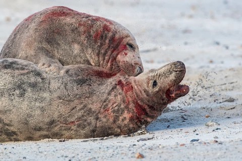 Grey seals (Halichoerus grypus)