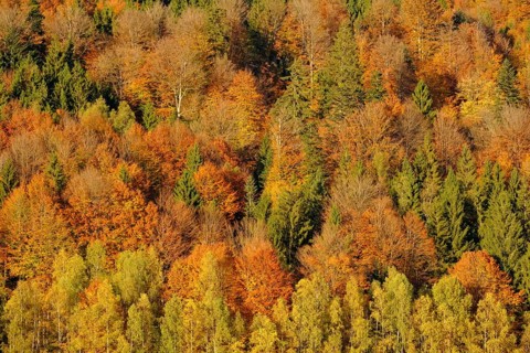 Autumnal mixed forest