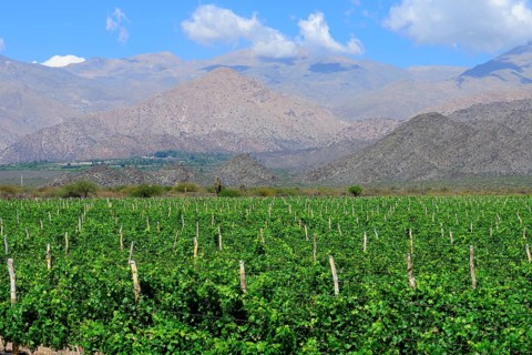 Viticulture on the Ruta 40