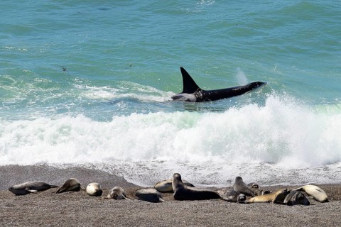 Killer whale (Orcinus orca) searching for prey in front of gravel bank with Southern elephant seals (Mirounga leonina)