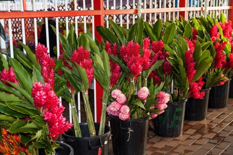 Red ginger (Alpinia purpurata)