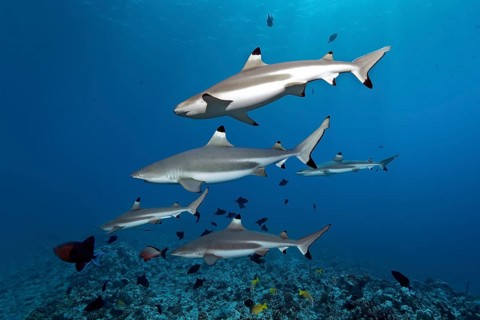 Blacktip reef sharks (Carcharhinus melanopterus)