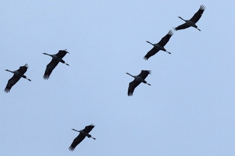 Common cranes (Grus grus) in formation flight