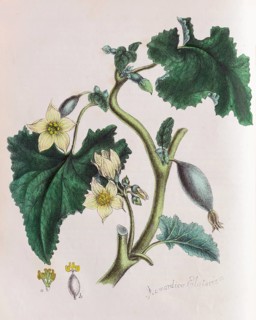 Squirting cucumber (Ecballium elaterium)
