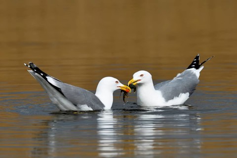 Two Yellow-legged gull (Larus michahellis)