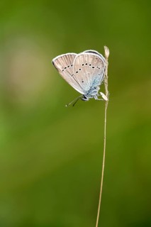 Mazarine Blue (Polyommatus semiargus) on blade