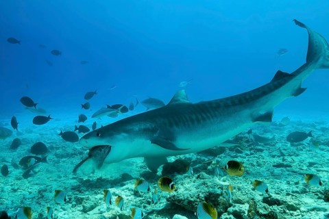 Tiger Shark (Galeocerdo cuvier) eating tuna