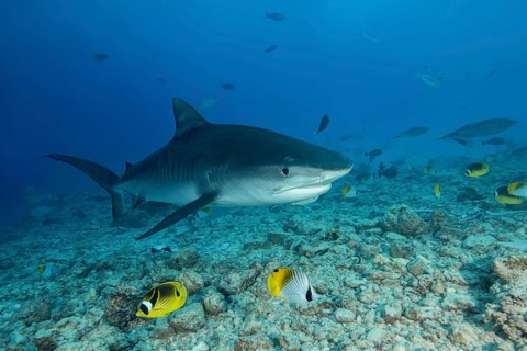 Tiger Shark (Galeocerdo cuvier) swims over coral reef