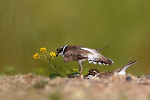 Little ringed plover (Charadrius dubius)