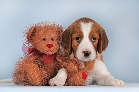 Irish Red and White Setter