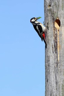 Great spotted woodpecker (Dendrocopos major)