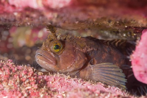 Yarrell's Blenny or Atlantic Warbonnet (Chirolophis ascanii) hiding in the crevice of the reef