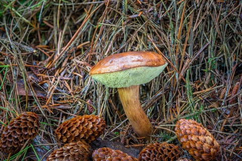 Bay bolete (Imleria badia)
