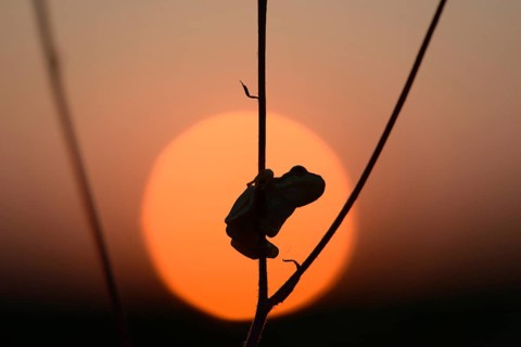 European tree frog (Hyla arborea) at sunset