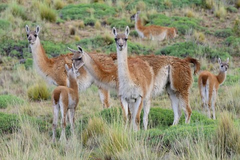 Flock of Guanacos (Lama guanicoe) with young animals